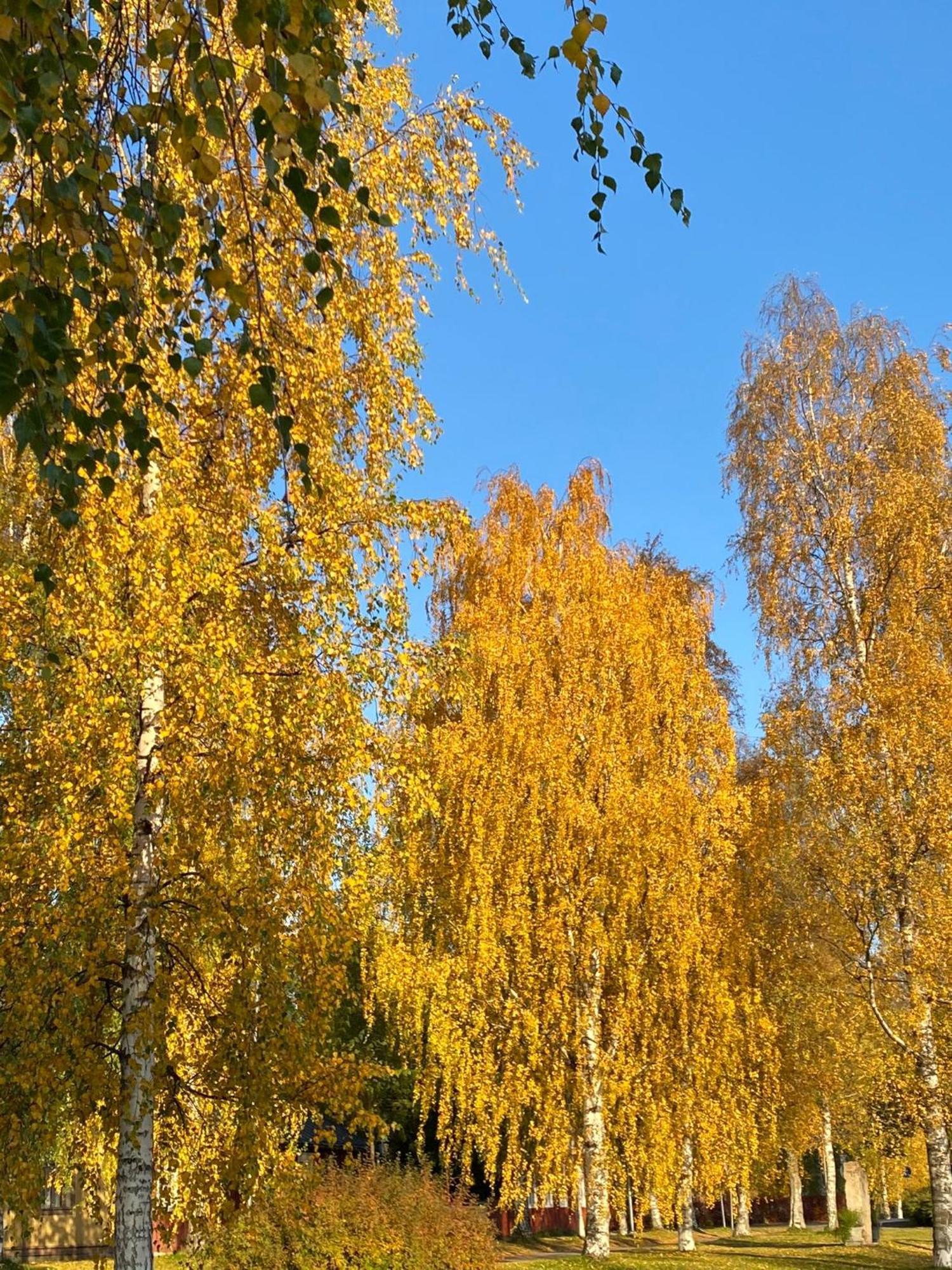 Taljatie Apartments Rovaniemi Kültér fotó